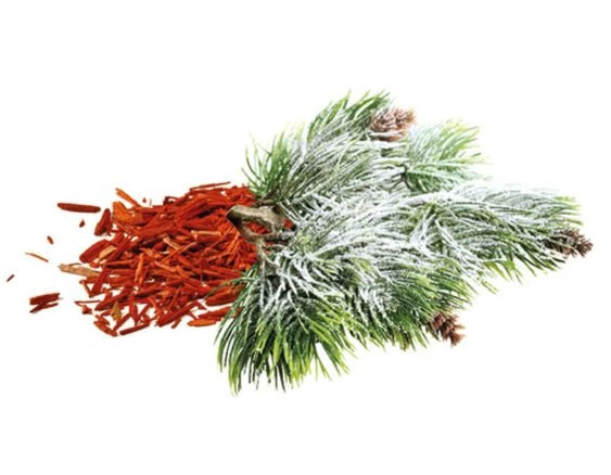 Frischer Tannenbaum | Sapin Festif