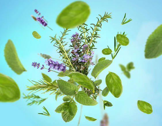 Aroma Focus | Feuilles d'Aromates