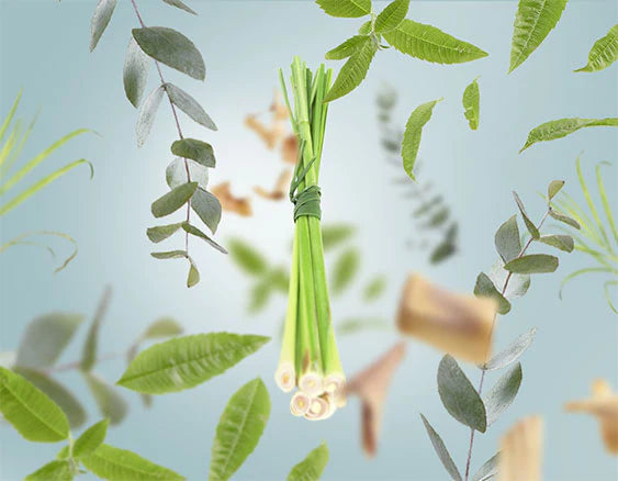 Zitronengras | Citronella