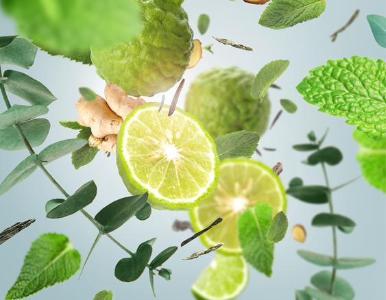 Aroma Travel | Jardin Aromatique