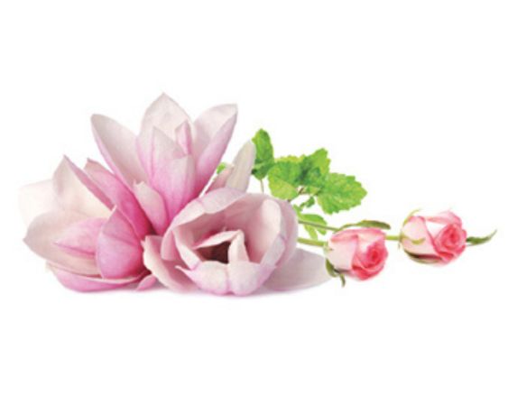 Unter den Magnolien | Sous les Magnolias