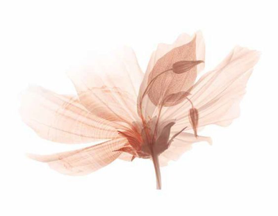 Aroma Relax | Douceur Orientale