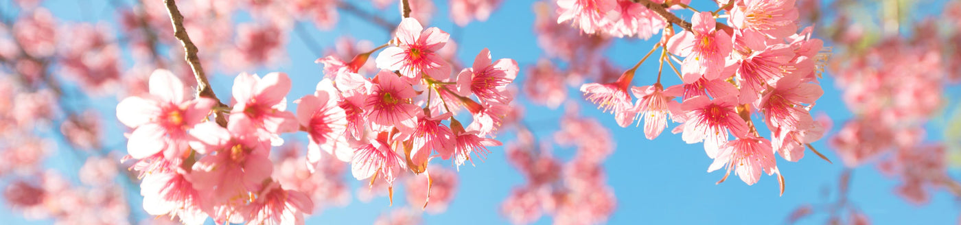 Unsere blumigen Düfte von Maison Berger Paris