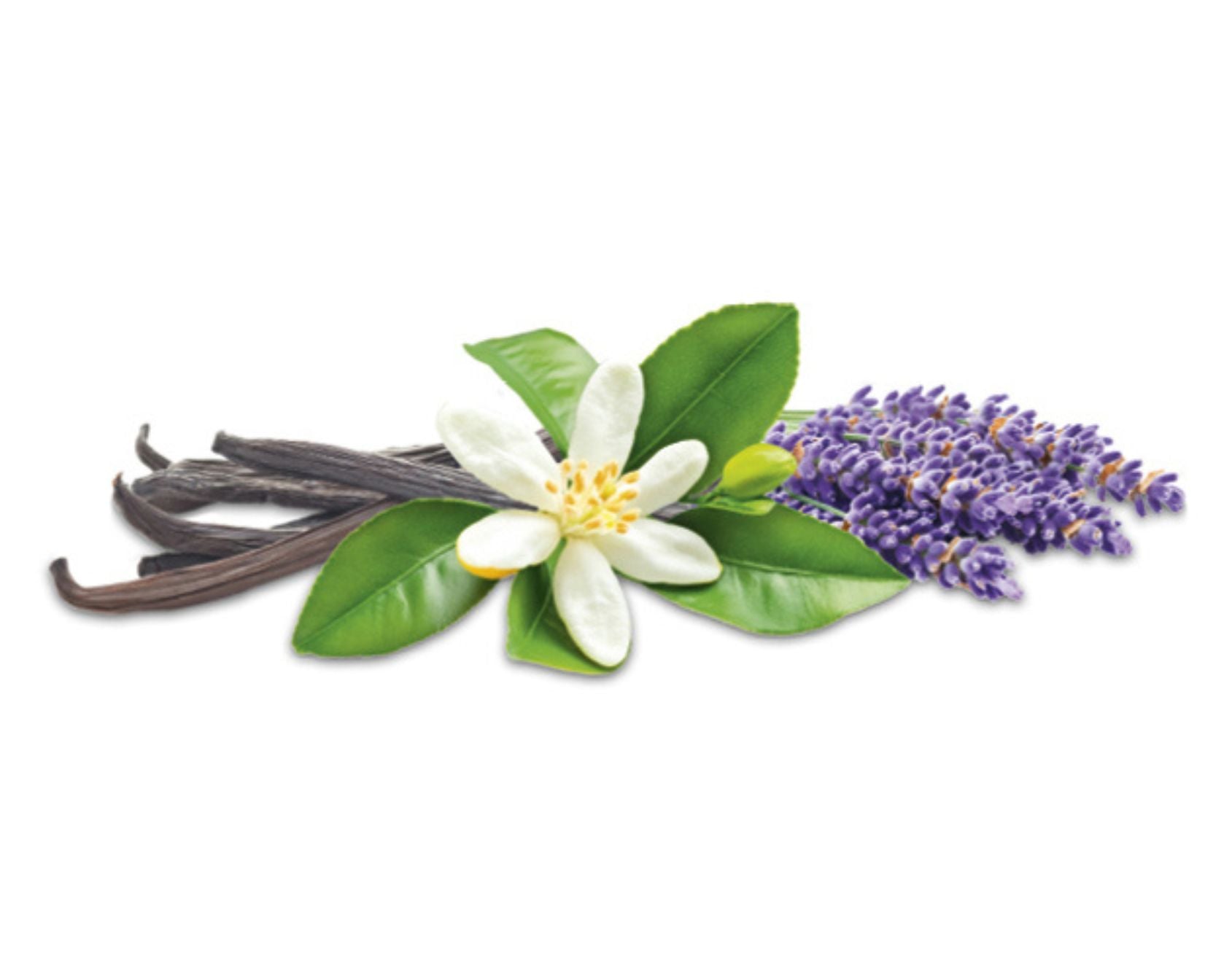 Florale Harmonie | Lumière Florale