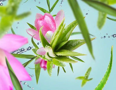 Frische der Aloe Vera | Eau d'Aloé