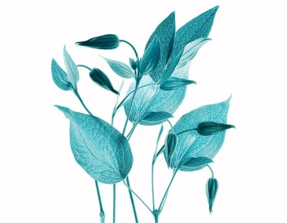 Aroma Happy | Fraicheur Aquatique