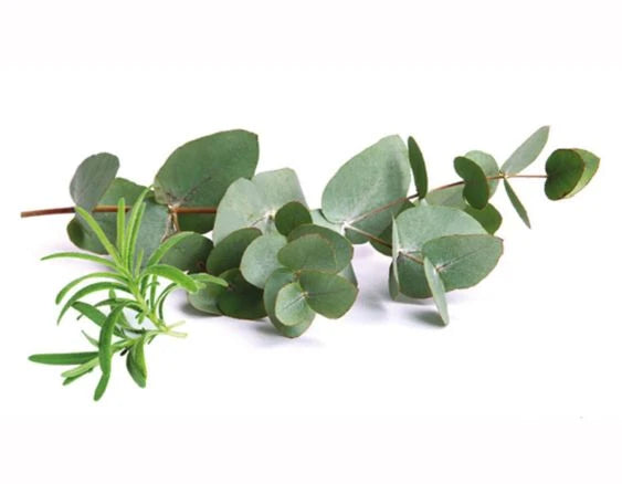 Tropischer Zitroneneukalyptus | Fraîcheur d'Eucalyptus