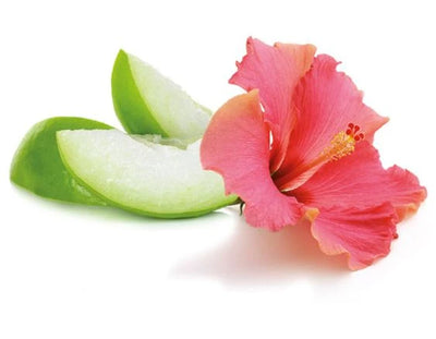 Hibiskus | Amour d'Hibiscus