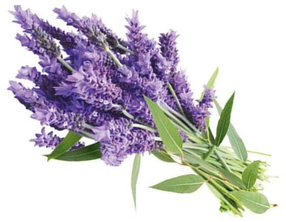 Wilder Lavendel | Champs de Lavande