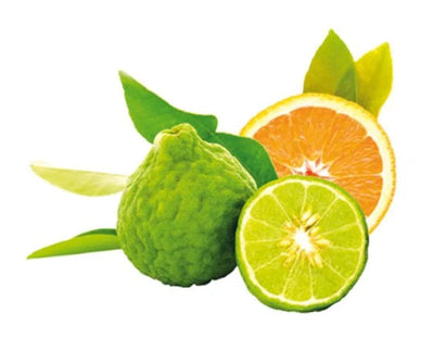 Fruchtige Bergamotte | Eclatante Bergamote
