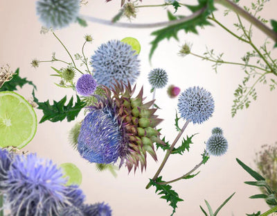 Wilde Distelblüte | Chardon Sauvage