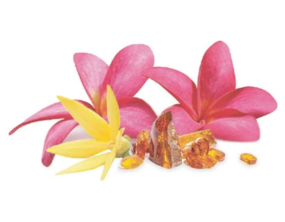 Sonniger Amber | Soleil d'Ambre