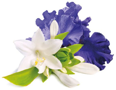 Zarte Moschusblüte | Fleurs de Musc