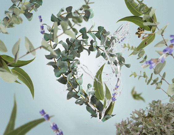 Raumduft Fraîcheur d'Eucalyptus / Fresh Eucalyptus von Maison Berger Paris