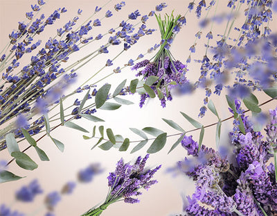 Stäbchenduft Refill Wilder Lavendel | Champs de Lavande 200 ml Raumduft von Maison Berger
