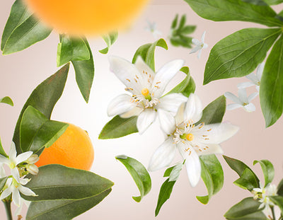 Stäbchenduft Refill Orangenblüte | Fleur d'Oranger 200 ml Raumduft von Maison Berger