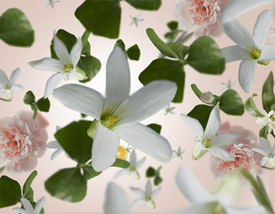 Raumduft Jasmin Précieux / Precious Jasmine von Maison Berger Paris