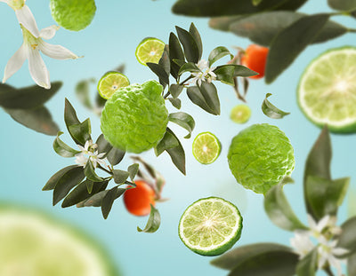 Raumduft Eclatante Bergamote / Radiant Bergamot von Maison Berger Paris