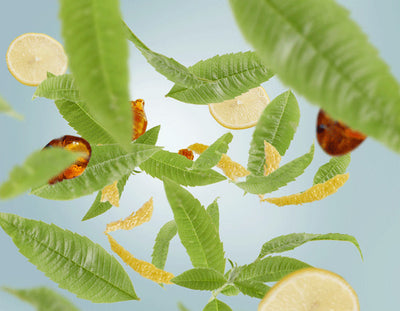 Raumduft Zeste de Verveine / Zest of Verbena von Maison Berger Paris